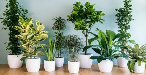 air purifying plant guide
